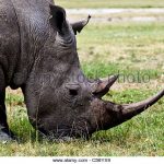 http://www.alamy.com/stock-photo/game-drive-kenya.html