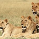 http://www.ewamannssafaris.com/joomla/index.php/homepage/2-2015-07-06-13-23-15/94-7-days-masai-mara-lake-nakuru-and-samburu-safari-2