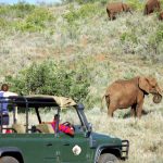 http://wild-wings-safaris.com/tours-and-safaris/kenyan-adventure-safari-7-days/