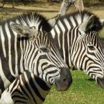 Zebra species do not interbreed
