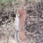 The gerenuk antelope is also know as Litocranius walleri