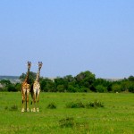 The giraffe and the okapi both have seven cervical vertebrae.