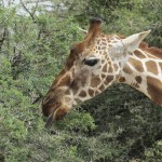 Giraffe is the tallest living animal