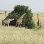 Giraffes belong to the G. Camelopardalis species