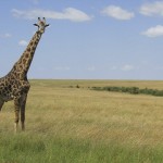 Giraffes belong to the Artiodactyla order