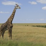 Giraffes belong to the Mammalia Class