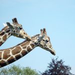 Giraffe is characterized by its long neck, long legs, and distinctive spotted pattern