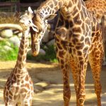 Many people first believed that giraffes were a cross between a camel and a leopard