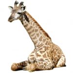 The giraffe is born with its horns known as 'ossicorns' but are not attached to the skull