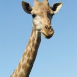 A giraffe is born with its horns known as 'ossicorns' but are not attached to the skull
