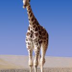 Giraffe is born with its horns known as 'ossicorns' but are not attached to the skull