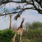 Giraffe legs are 6 feet long