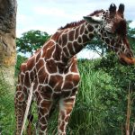 Giraffe legs and neck are 6 feet long each