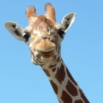 Many people believed that giraffes were a cross between a camel and a leopard