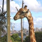 Giraffe neck and legs are 6 feet long each