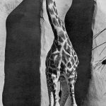 The back legs of a giraffe look shorter than the front legs