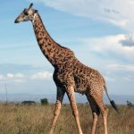 The legs of a giraffe are 6 feet but the back legs look shorter than the front legs