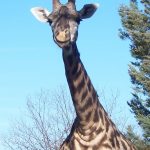 The legs of giraffe are 6 feet but the back legs look shorter than the front legs