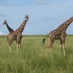 The legs of the giraffes are 6 feet but the back legs look shorter than the front legs