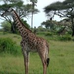 The legs of a giraffe are 1.8 meters long