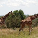 The legs of giraffe are 1.8 meters long