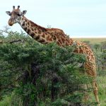 The legs of the giraffe are 1.8 meters long