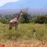 The legs of the giraffes are 1.8 meters long