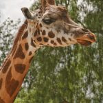 The legs of giraffes are 1.8 meters long