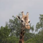 Giraffe's closest relative is the okapi