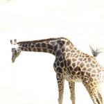 People believed that giraffe was a cross between a camel and a leopard