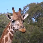 A giraffe's closest relative is the okapi
