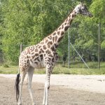 Giraffes have a small hump
