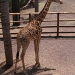 The giraffe has a small hump