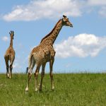 A giraffe has a small hump