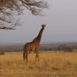 A giraffe has a small hump on its back