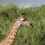 Giraffe has a small hump on its back