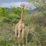 The are four distinct species of giraffes