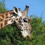 According to a recent study of giraffe genetics there are four distinct species of giraffes