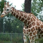 A recent study of giraffe genetics concluded that there are four distinct species of giraffes