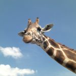 Recent study of giraffe genetics concluded that there are four distinct species of giraffes