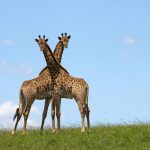 According to recent study of giraffe genetics concluded that there are four distinct species of giraffes