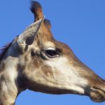 Giraffe coat colors vary from practically black to light tan