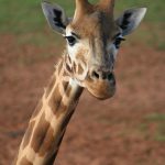 A giraffe's coat colors vary from practically black to light tan