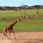 Giraffe's coat colors vary from practically black to light tan