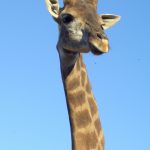 Giraffes' coat colors vary from practically black to light tan