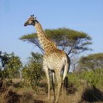 The giraffe's coat colors vary from practically black to light tan