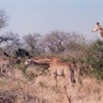 The differences of giraffe's coat colors occur due to what they eat and where they live