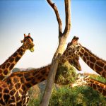The differences of the giraffe's coat colors occur due to what they eat and where they live