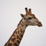 Characterized by its distinctive pattern, long neck, and long legs, many people first believed that a giraffe was a cross between a camel and a leopard