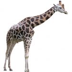 The differences of the giraffes' coat colors occur due to what they eat and where they live